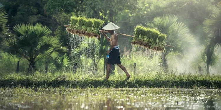 Hasil Panen Jadi Jaminan, Pemerintah Siapkan Pembiayaan Petani Bunga 6 Persen