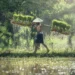 Hasil Panen Jadi Jaminan, Pemerintah Siapkan Pembiayaan Petani Bunga 6 Persen
