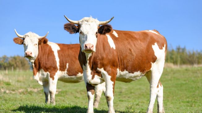 Berapa Daftar Harga Hewan Qurban 2022?
