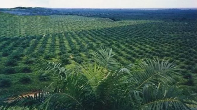 Implementasi Digitalisasi dan Mekanisasi Masa Depan Perkebunan Nusantara