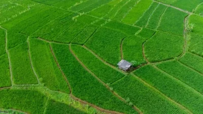 Jumlah Luas Lahan Pertanian di Indonesia Makin Mengkhawatirkan, Penyebabnya Alih Fungsi Lahan