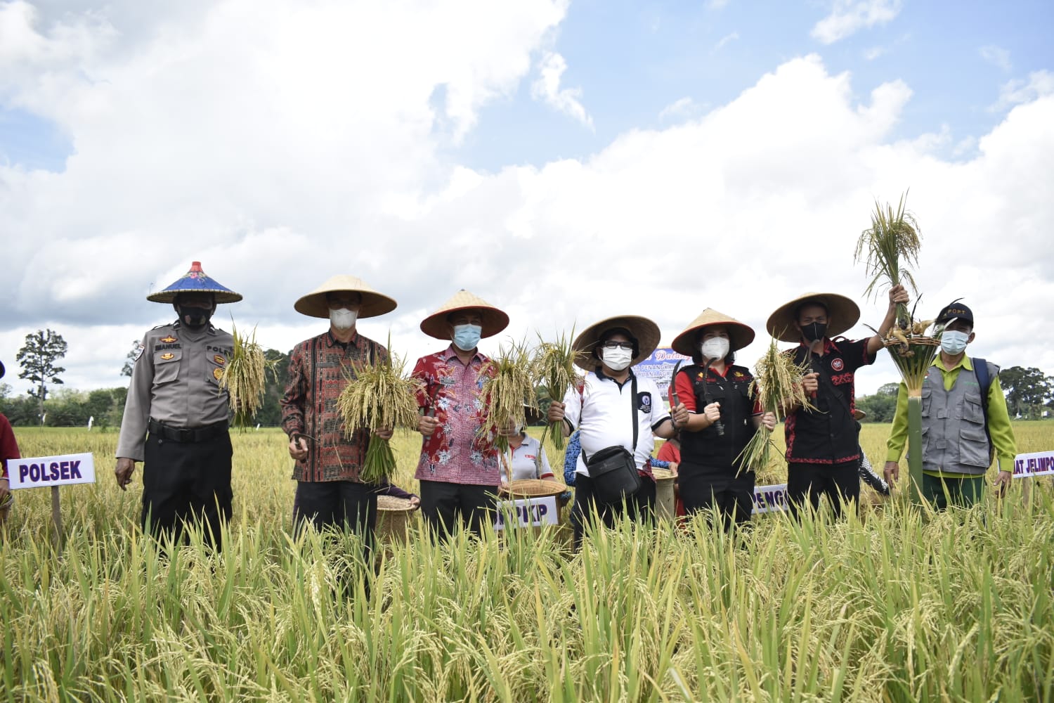 Panen Perdana Penangkaran Benih Padi di Kecamatan Jelimpo
