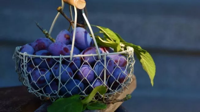 Buah Plum Bermanfaat Cegah Osteoporosis pada Wanita Menopause