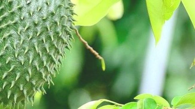 5 Manfaat Lain Daun Sirsak untuk Kesehatan Tubuh, Begini Cara Mengonsumsinya