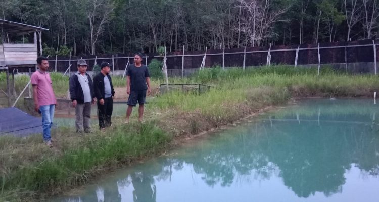 Menilik Kemanfaatan Program Dinas Perikanan Kapuas Hulu Terhadap Pebudidaya Ikan Arwana