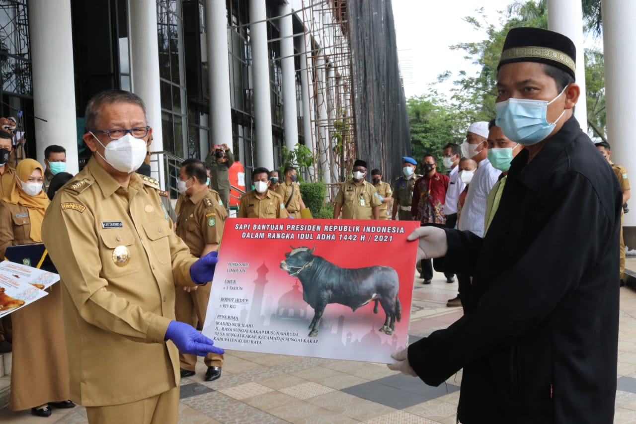 Pemprov Kalbar Serahkan Sapi Qurban Presiden ke Pemkab Kubu Raya
