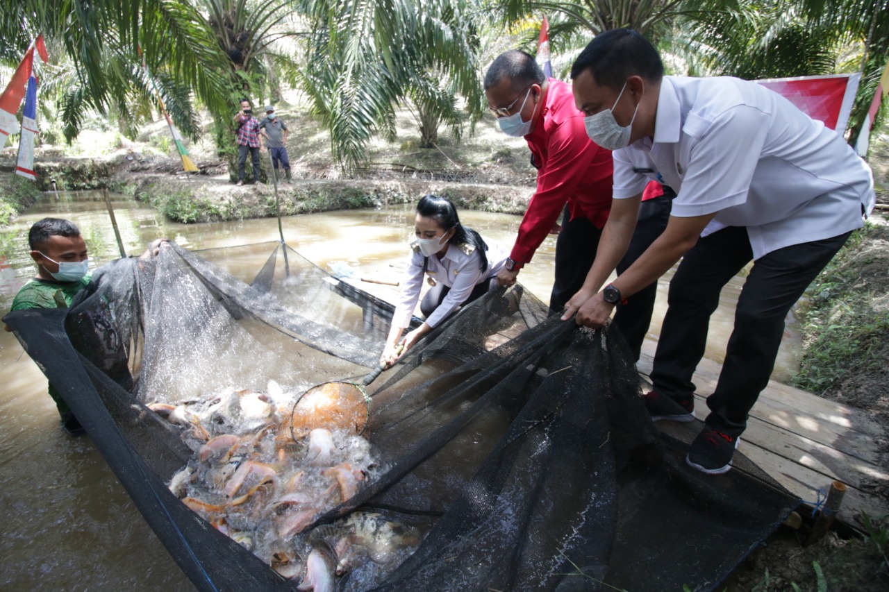 Bupati Landak Panen Perdana Ikan Nila di Dusun Pampang