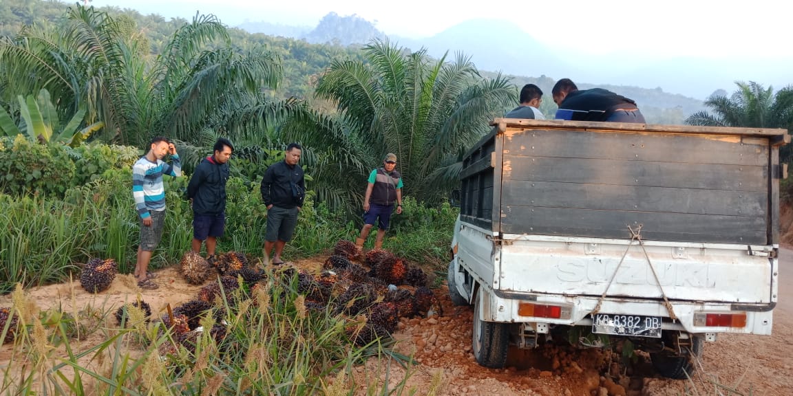 Curi Sawit Perusahaan 1.895 Kg, Dua Pencuri ini ditangkap Polisi