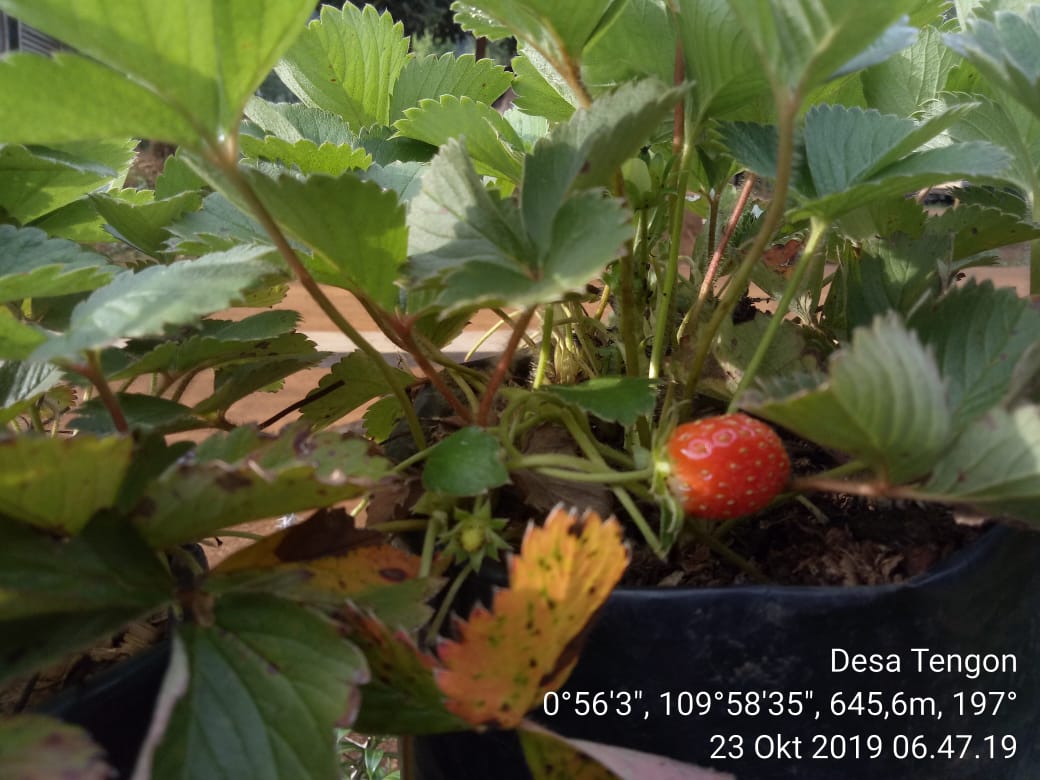 Kabupaten Landak Berpotensi Kembangkan Strawberry
