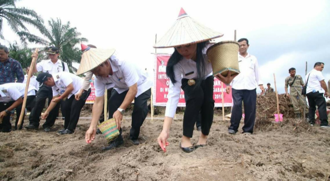 Pemkab Landak Dorong Petani Jagung Kembangkan Areal Replanting Sawit