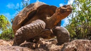 Kura-kura Raksasa Seukuran Mobil Ditemukan, Hidup Jutaan Tahun Silam