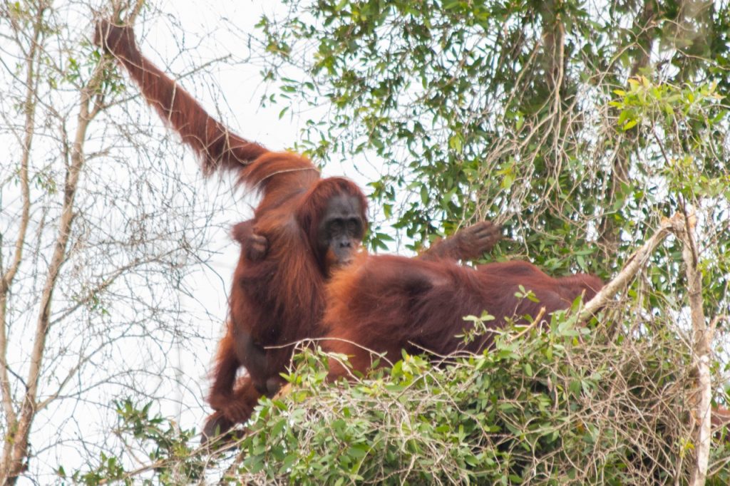 Karhutla Kian Mempersempit Kelangsungan Hidup Orangutan