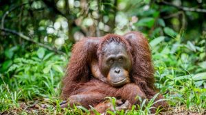 Habitat Rusak, Orangutan Masuk Permukiman Warga Kotawaringin Timur