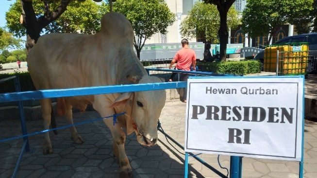 Jokowi Tebar Sapi Kurban ke 34 Provinsi
