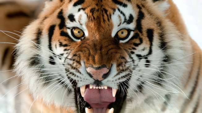 Harimau Serang Staf Kebun Binatang Hingga Tewas Di Hadapan Pengunjung