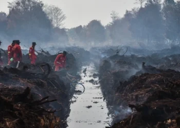 DPR Dorong Penegakan Hukum Tegas Cegah Karhutla