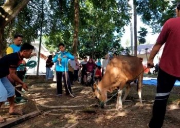 Kemensos Distribusi 295 Hewan Kurban pada Iduladha 1447 H