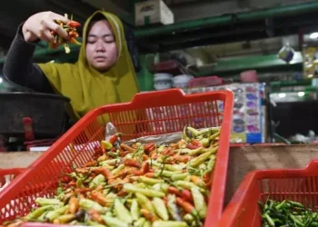 Harga Cabai Rawit Masih Melambung