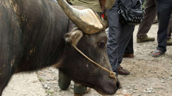 Sekitar 200 Ribu Ekor Kerbau Liar Kini Menyebar di Australia Utara