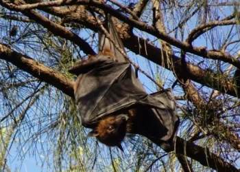 Virus Nipah Merebak Lagi di India, Ini Fakta-fakta Pentingnya