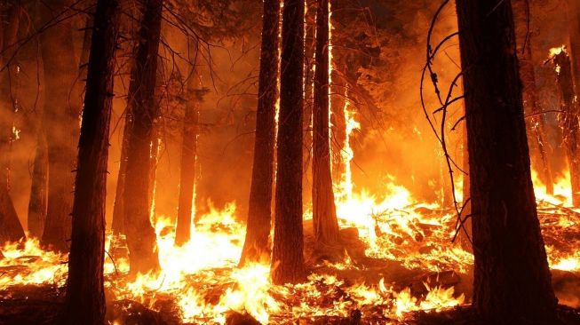 Kebakaran Hutan di Yunani Picu Ribuan Burung Migrasi Tersesat hingga Mati