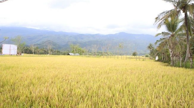Pertanian Dinilai Sebagai Sektor yang Rentan Serangan Hama, Kementan Imbau Petani Miliki Asuransi