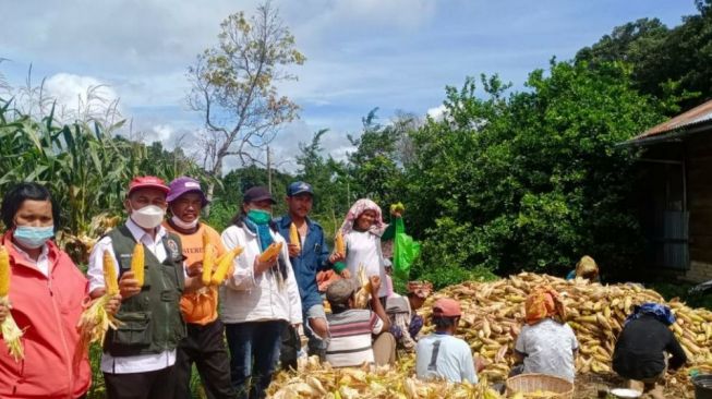 Banyak Daerah Panen Raya, Stok Jagung untuk Pakan Ternak Melimpah