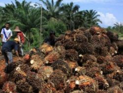 Industri Kelapa Sawit Indonesia Sedang ‘Sakit’, Ini Kata Kemenko Ekonomi