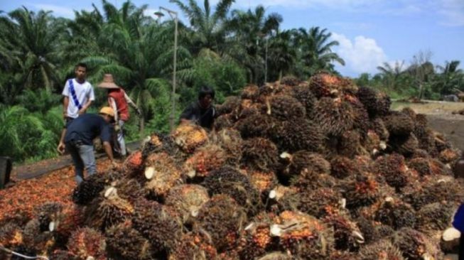 Industri Kelapa Sawit Indonesia Sedang ‘Sakit’, Ini Kata Kemenko Ekonomi