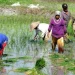 BGN Agripreneur Buka Jalan Petani Muda Indonesia ke Pasar Global