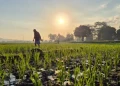 Edufarmers Raih Pendanaan USD 3,5 Juta dari Google.org untuk Kembangkan AI Pertanian