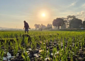 Edufarmers Raih Pendanaan USD 3,5 Juta dari Google.org untuk Kembangkan AI Pertanian
