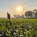Edufarmers Raih Pendanaan USD 3,5 Juta dari Google.org untuk Kembangkan AI Pertanian