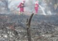 ICW Ungkap Korupsi Tata Kelola Hutan di Balik Karhutla Berulang