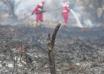 ICW Ungkap Korupsi Tata Kelola Hutan di Balik Karhutla Berulang