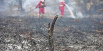 ICW Ungkap Korupsi Tata Kelola Hutan di Balik Karhutla Berulang