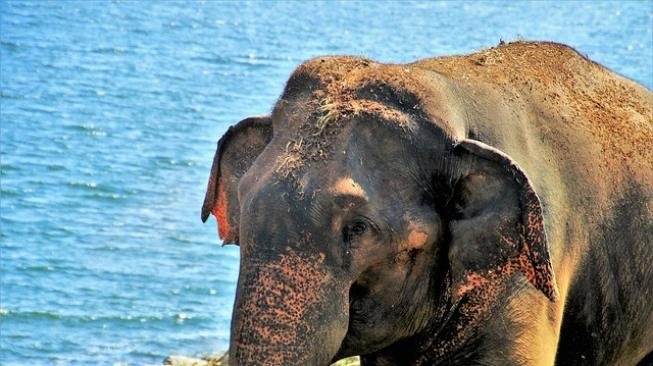 Gajah Kesakitan Terkapar di Jalan Usai Ditabrak Porsche di Malaysia
