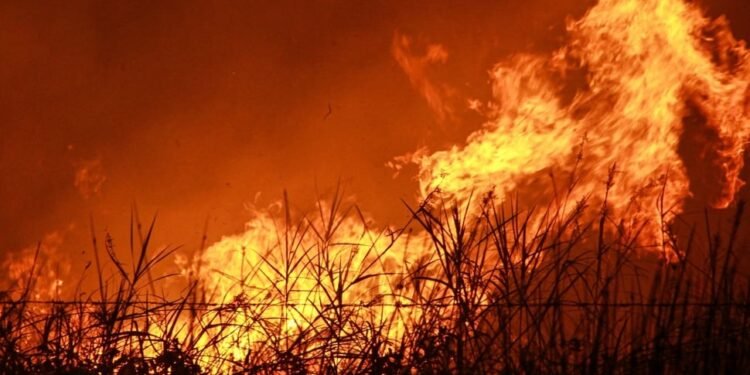 Pakar UGM: Karhutla Berulang Tak Lepas dari Tata Kelola Korporasi dan Perizinan