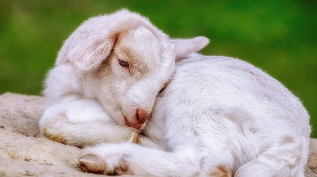 Shio Hari Ini, 3 Februari 2021: Kambing, Pikirkan Investasi di Masa Depan