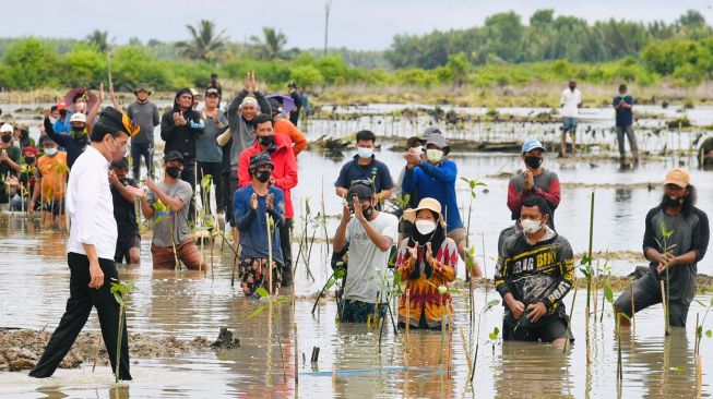 Tanam Mangrove di Kaltara, Jokowi: Ini akan Menjaga dari Gelombang Air laut dan Intrusi