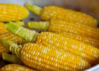 Kementan Siapkan 250 Ribu Ton Jagung, Cari Solusi Tekan Beban Pakan Peternak Ayam