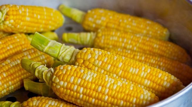 Kementan Siapkan 250 Ribu Ton Jagung, Cari Solusi Tekan Beban Pakan Peternak Ayam