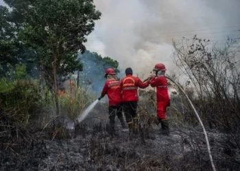 Krisis Global: Lonjakan Kebakaran Hutan Akibat Perubahan Iklim