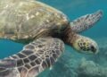 Kecam Dugaan Perburuan Penyu Menggunakan Speargun di Raja Ampat