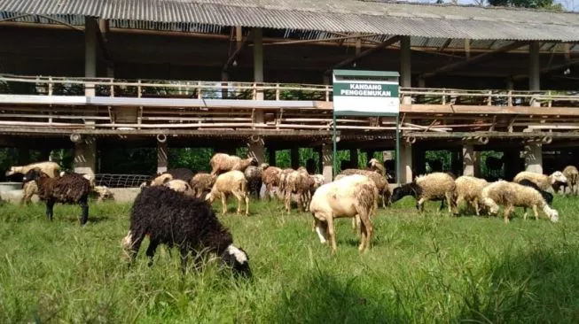 Jelang Idul Adha 1443 Hijriah, Baznas Tambah Wilayah Distribusi Daging