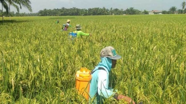 Komisi IV DPR: Dadahup Jadi Role Model untuk Food Estate