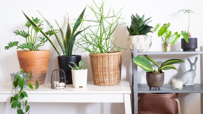 Tujuh Tanaman yang Bisa Hidup Tanpa Sinar Matahari