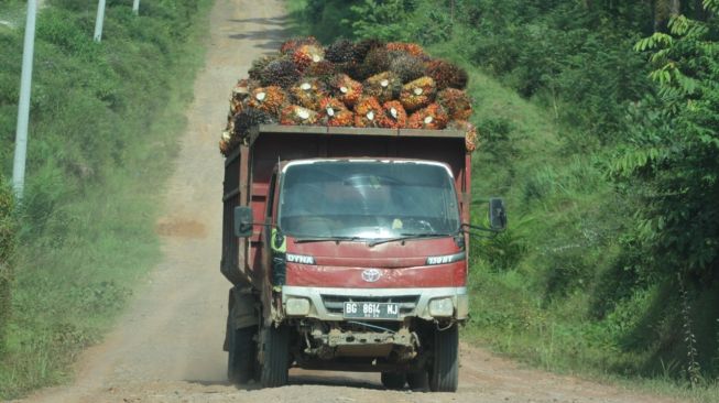 Harga Pembelian TBS Kelapa Sawit Anjlok Jadi Rp 500/Kg