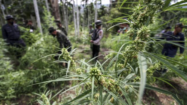 Heboh Temuan Setengah Hektare Ladang Ganja Di Hutan Adat Kerinci
