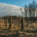 71 Perusahaan Sawit dan Tambang Terkena Denda Kerusakan Hutan Rp38,6 Triliun